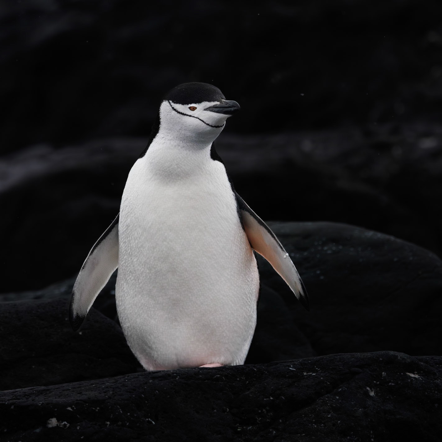 Antarctic Peninsula.