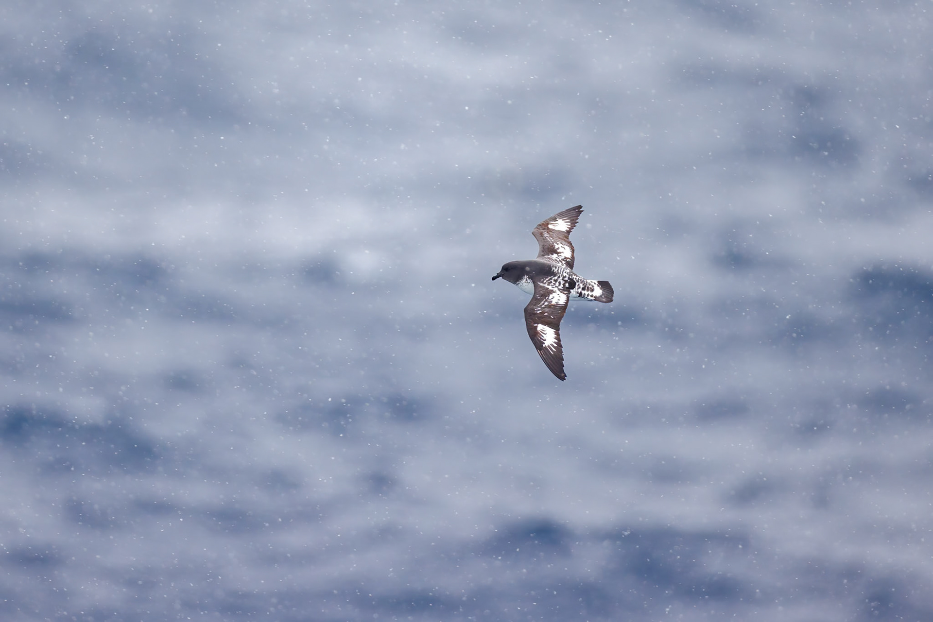 Pintado Petrel
