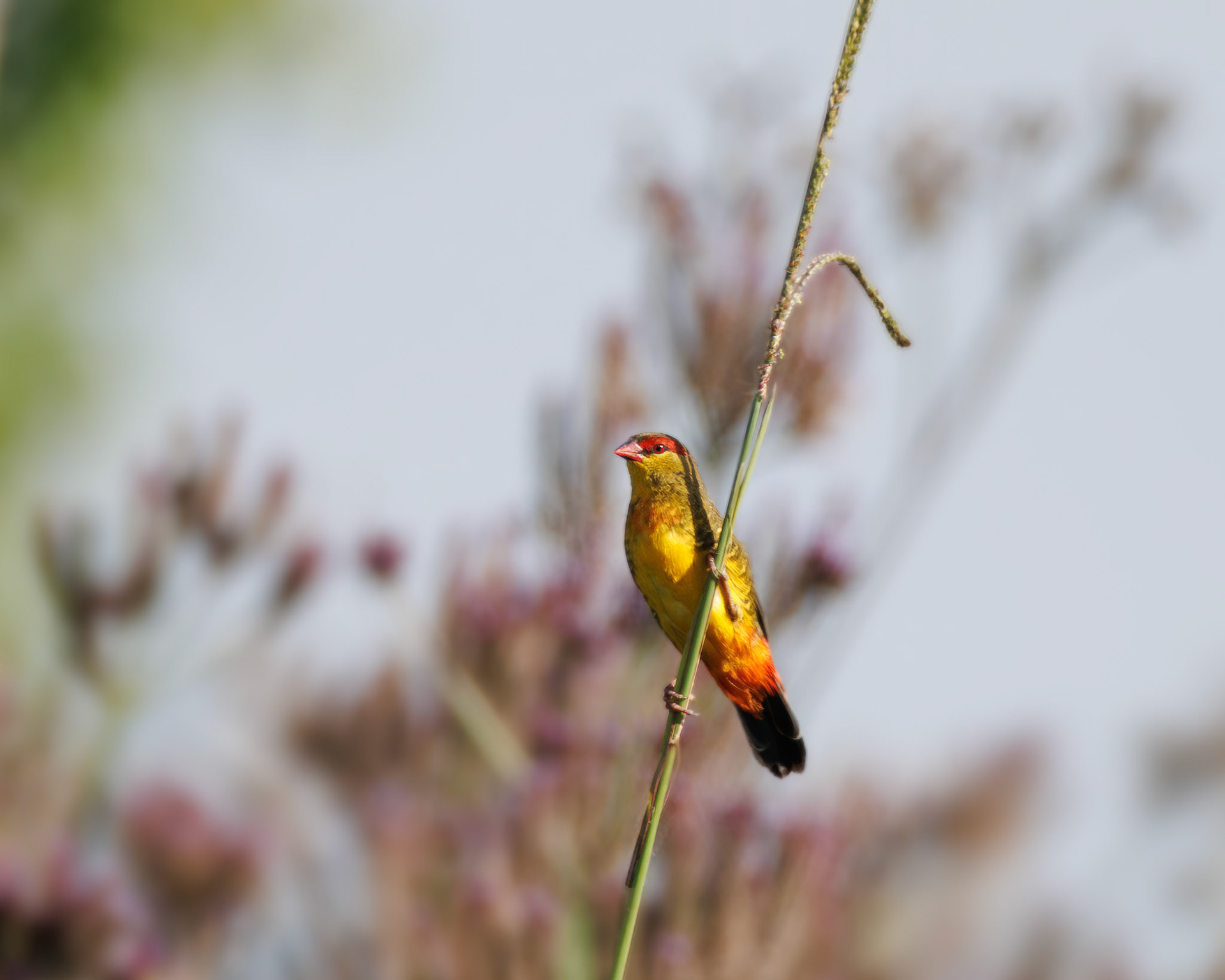 Orange-breasted Waxbill