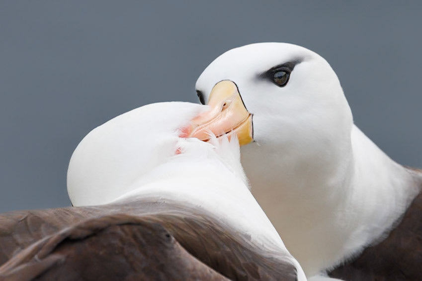 Black-browed Albatros