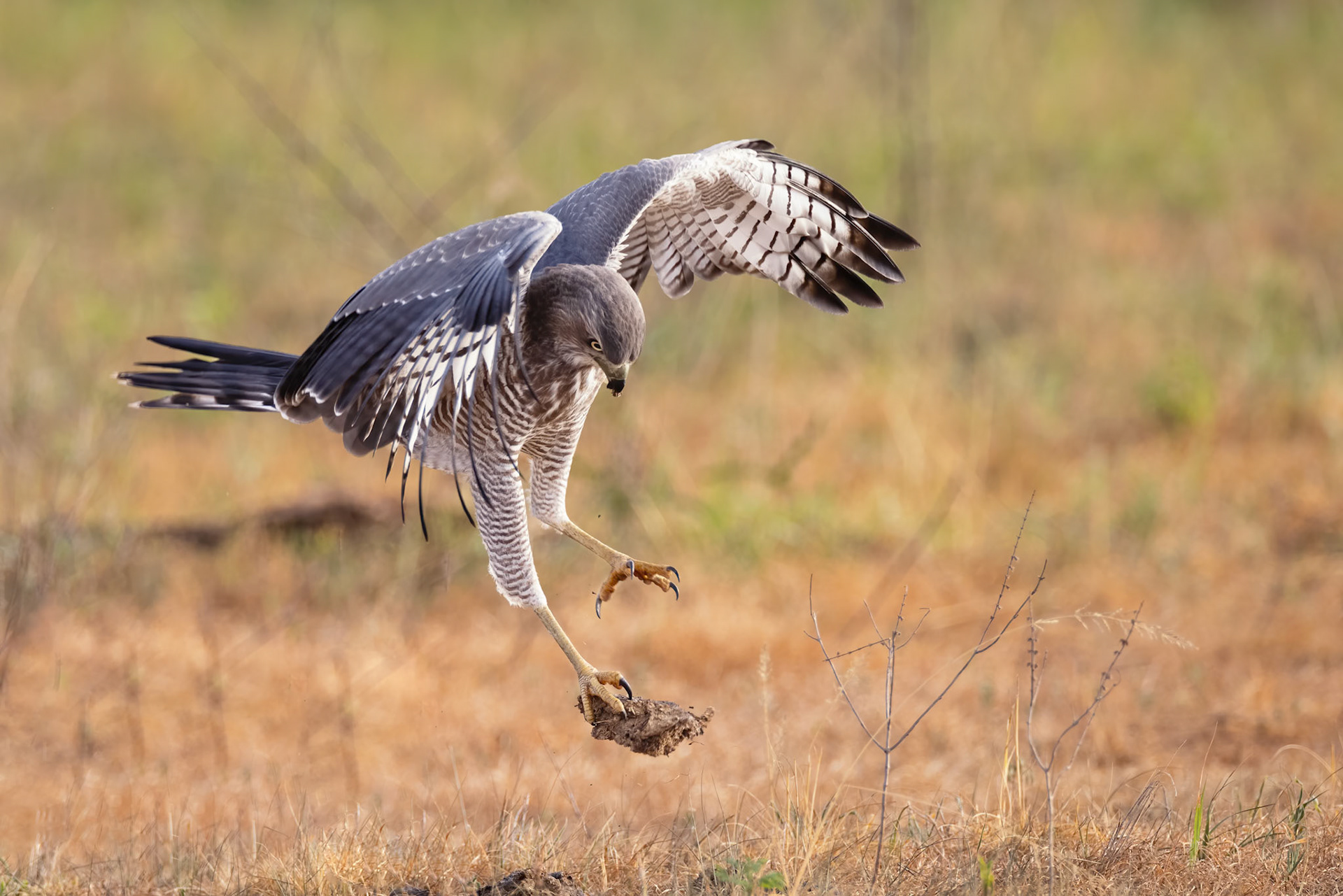 Eastern Chanting Goshawk