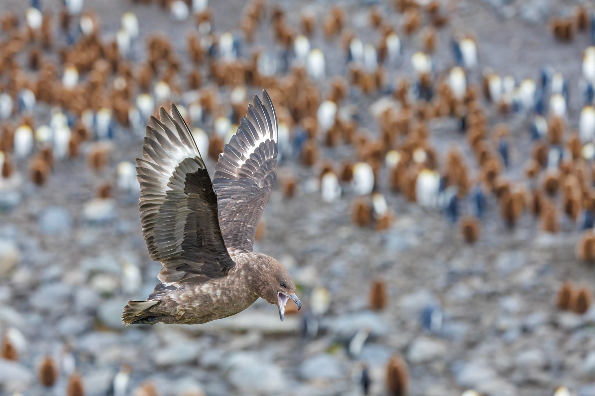 Antarctic Skua