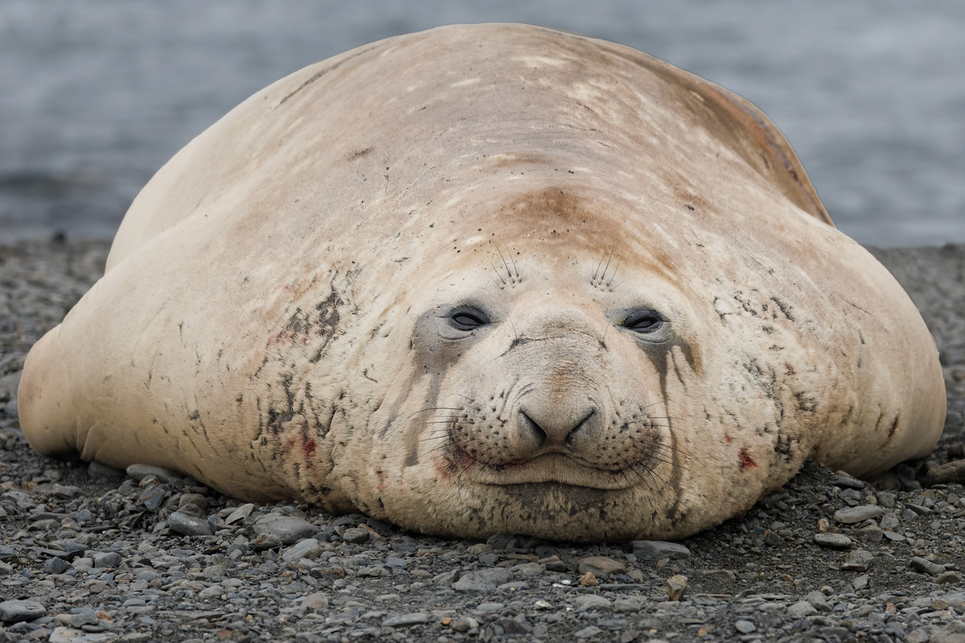 Blubber