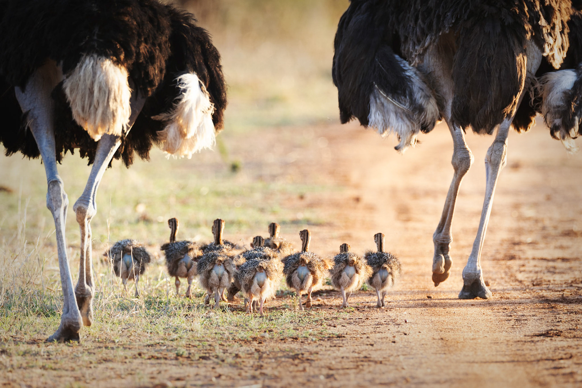 Ostrich