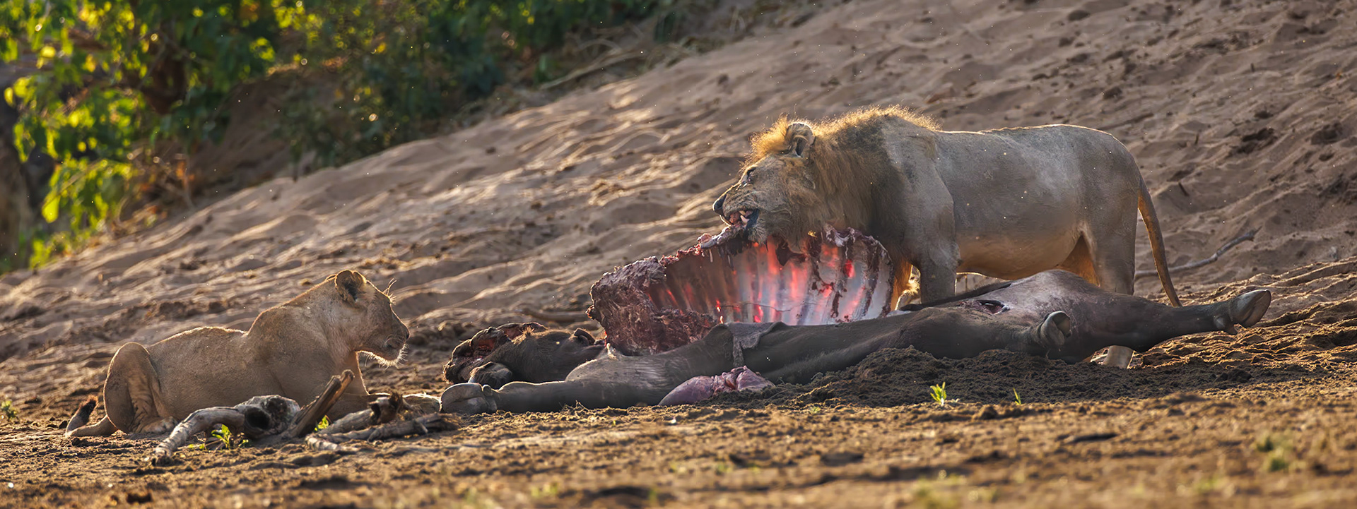 Chitake Springs, Mana Pools, Zimbabwe