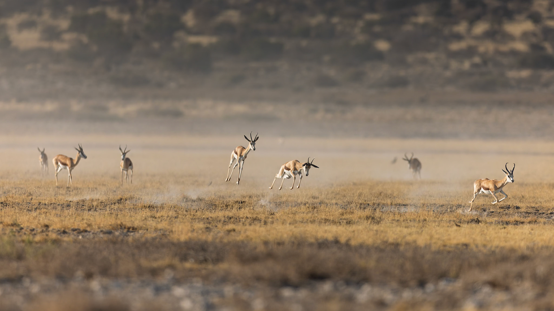 Springbok in the Kalahari Dessert, South Africa