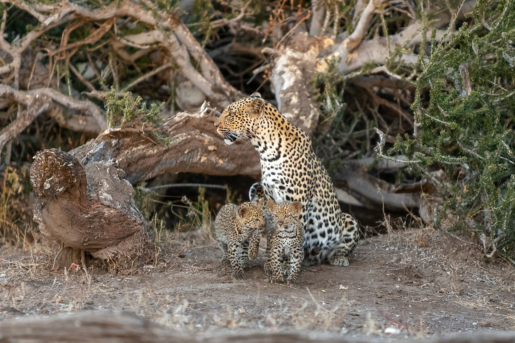 Mother and babies, Botswana