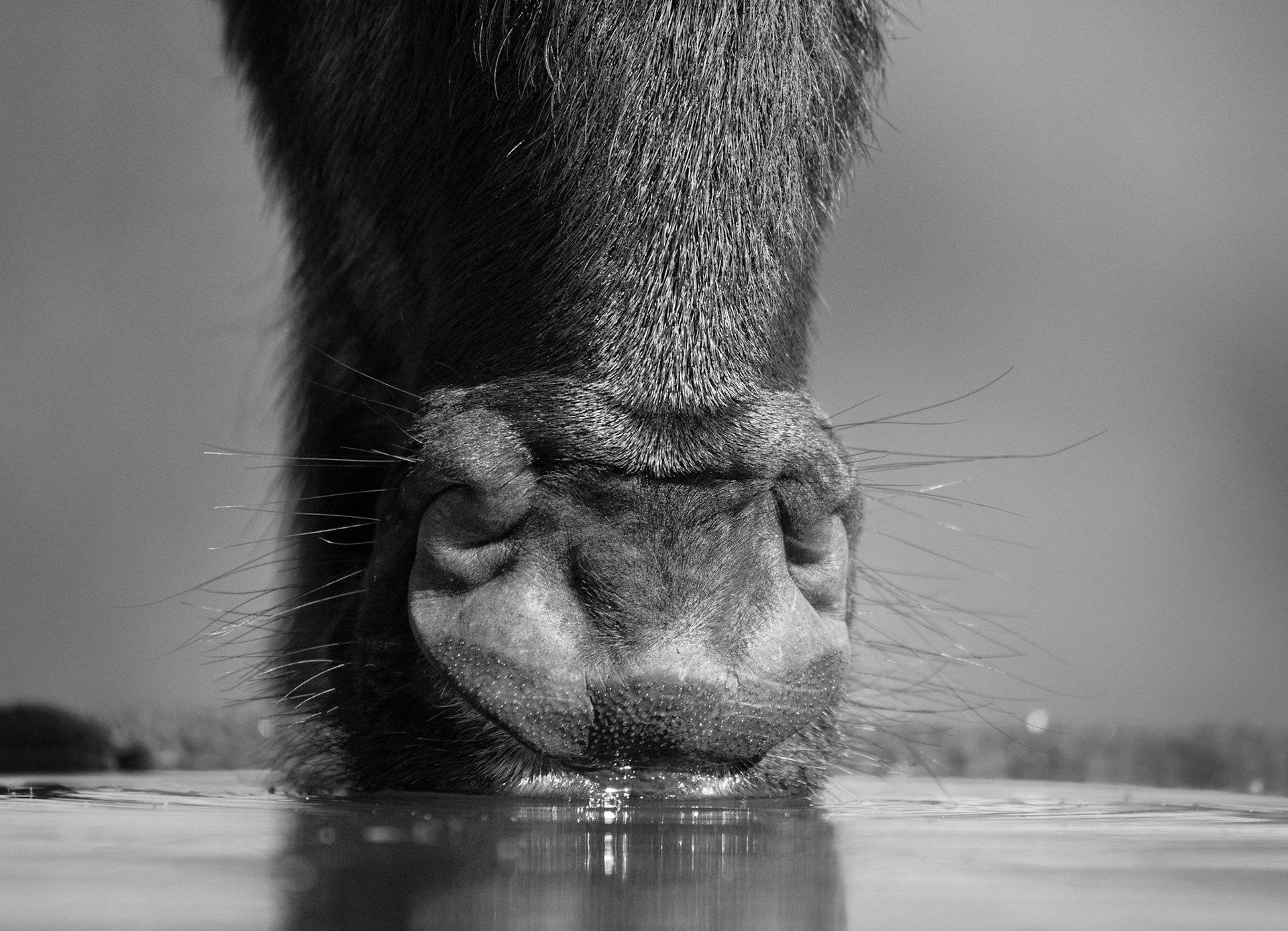 Nose
