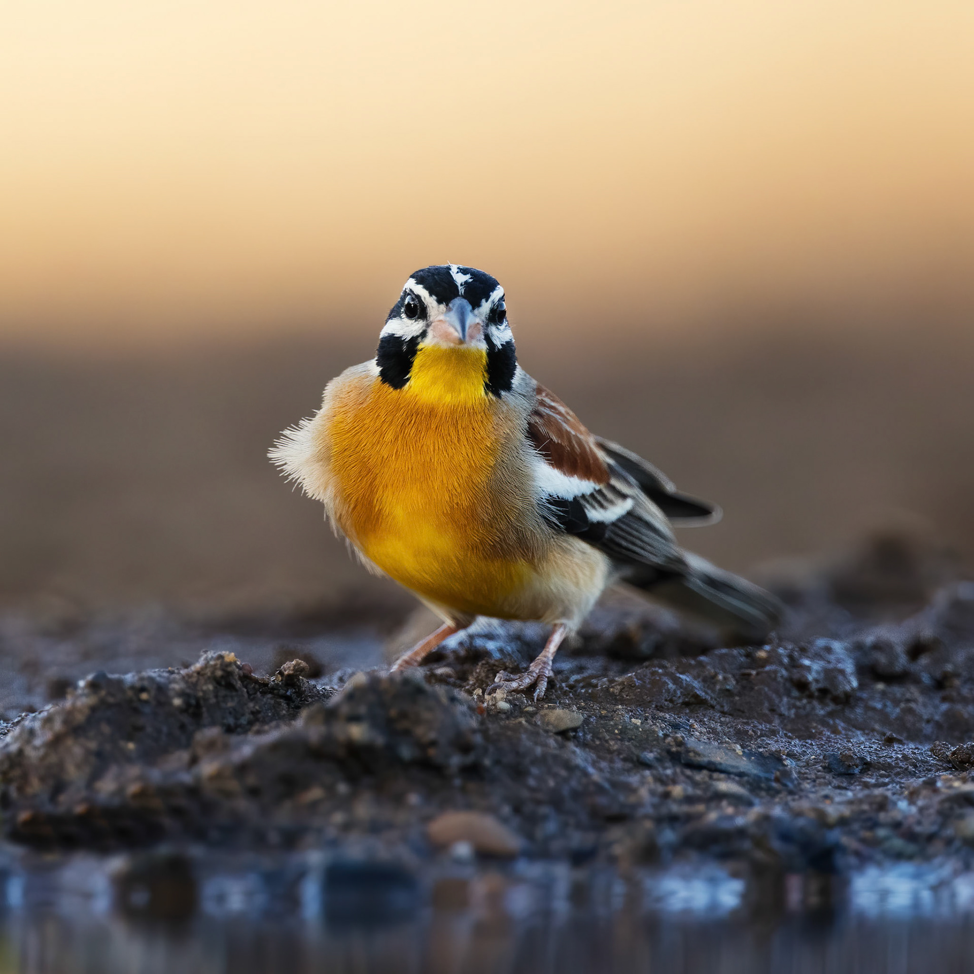 Golden Breasted Bunting