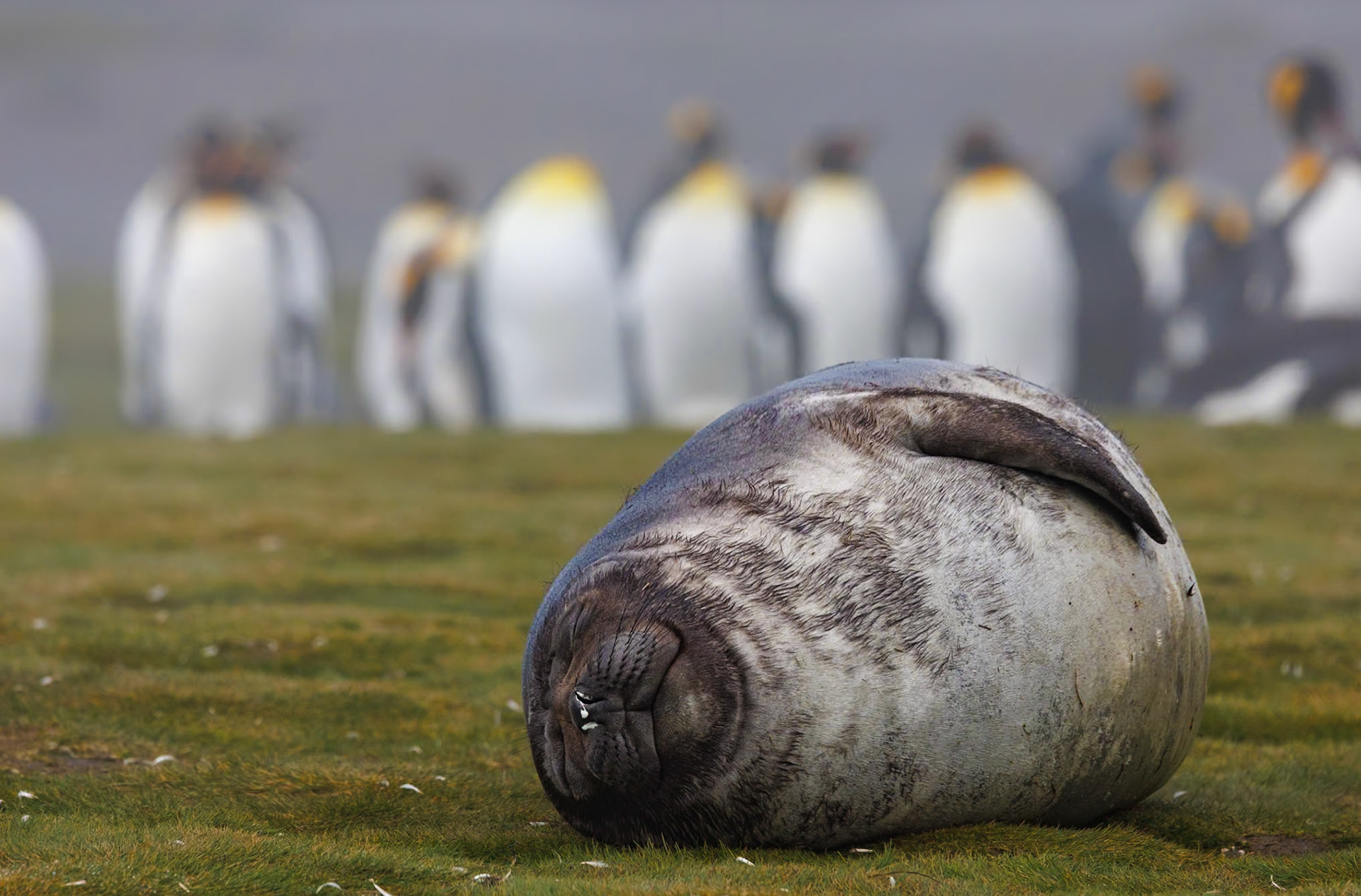 South Georgia,Southern Oceans