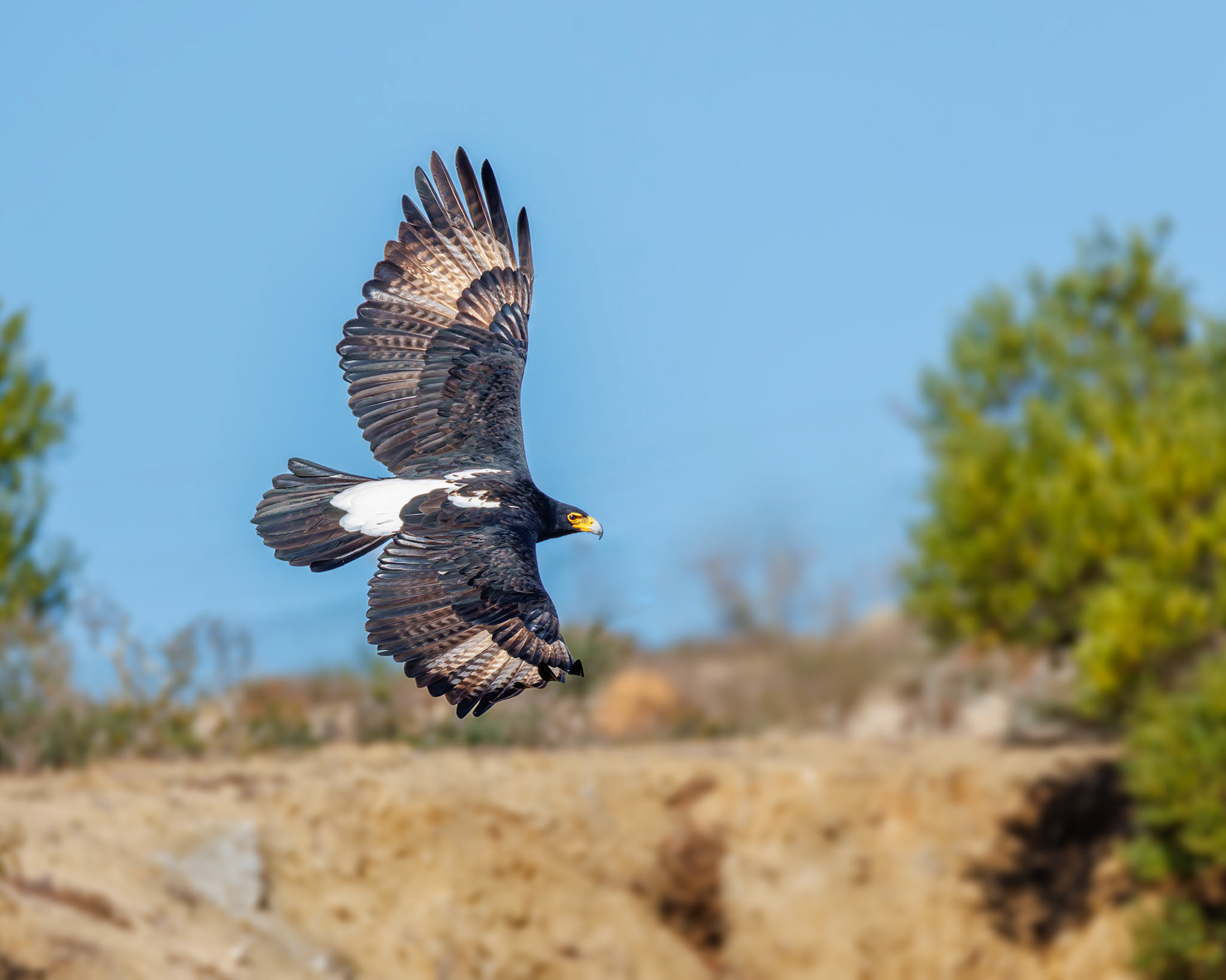 Verreaux's Eagle