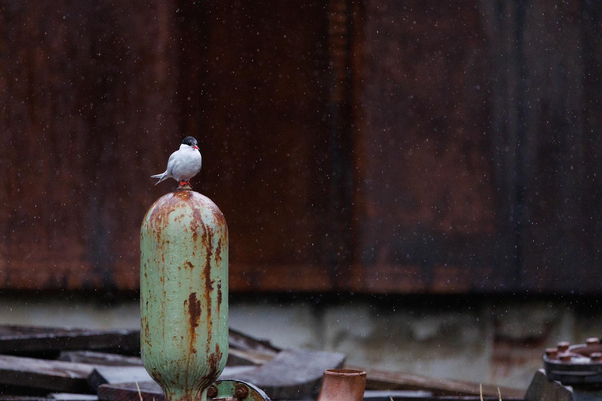 Arctic Tern