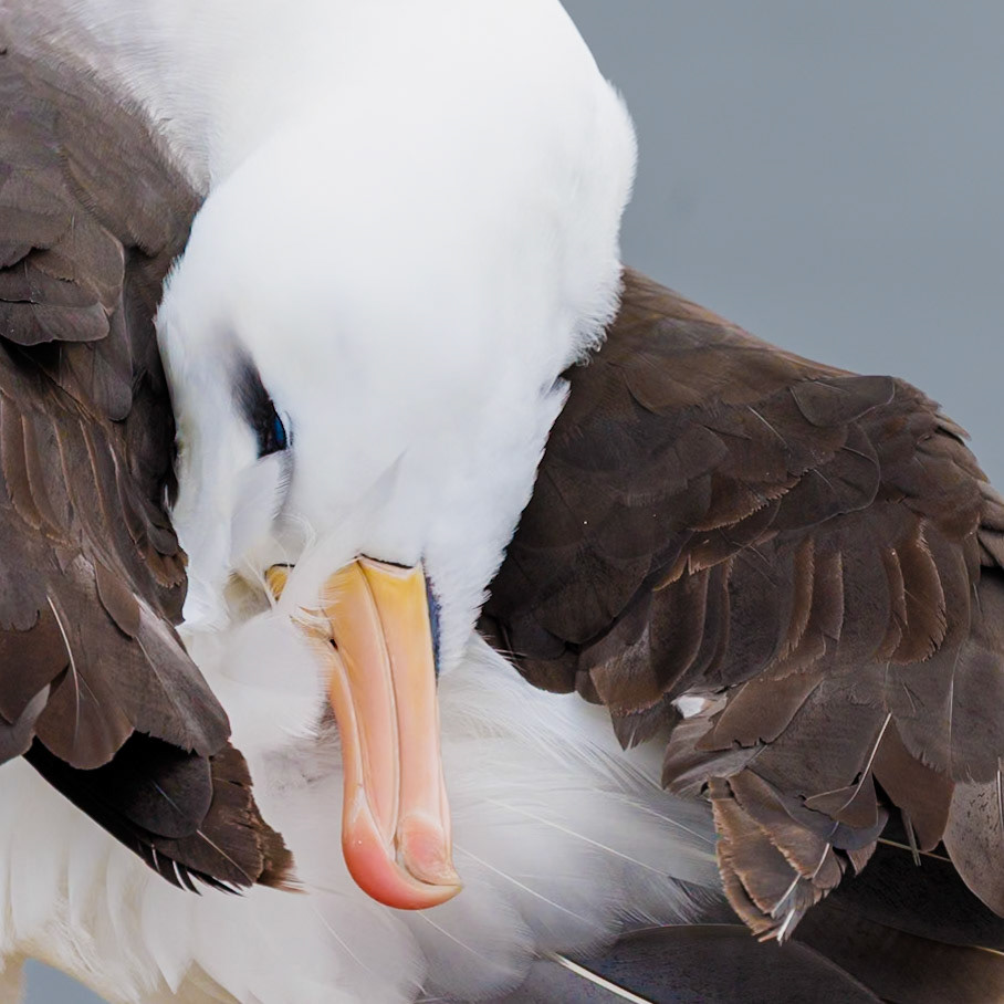 Black-browed Albatros