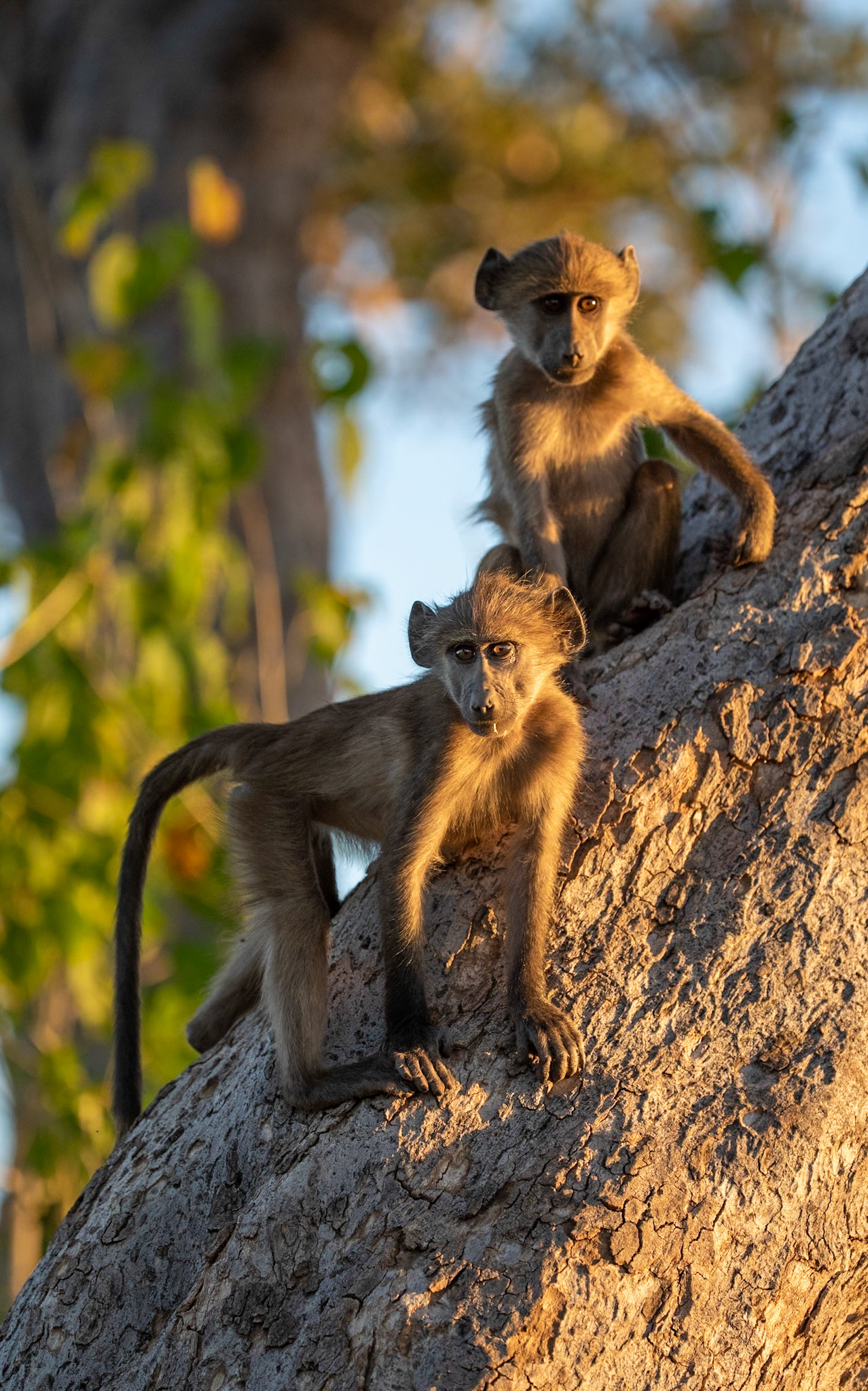 Chacma Baboons, Mashatu, Botswana