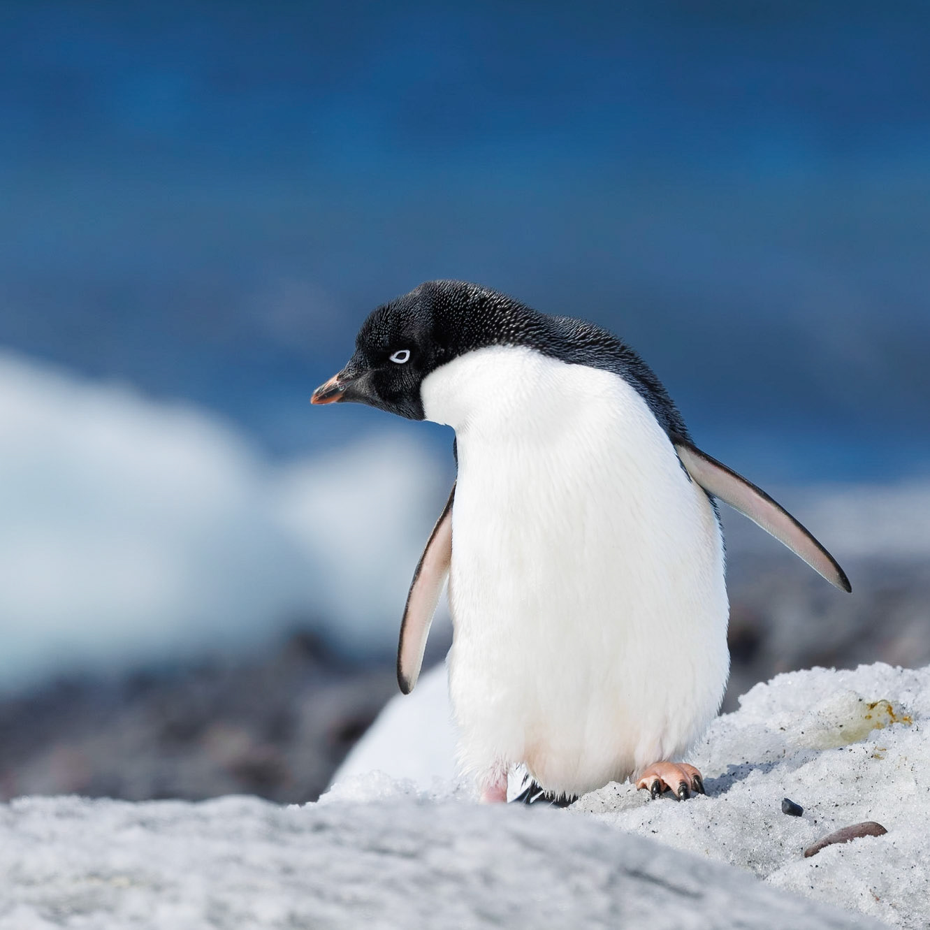 Adelie Penguin, Antarctica