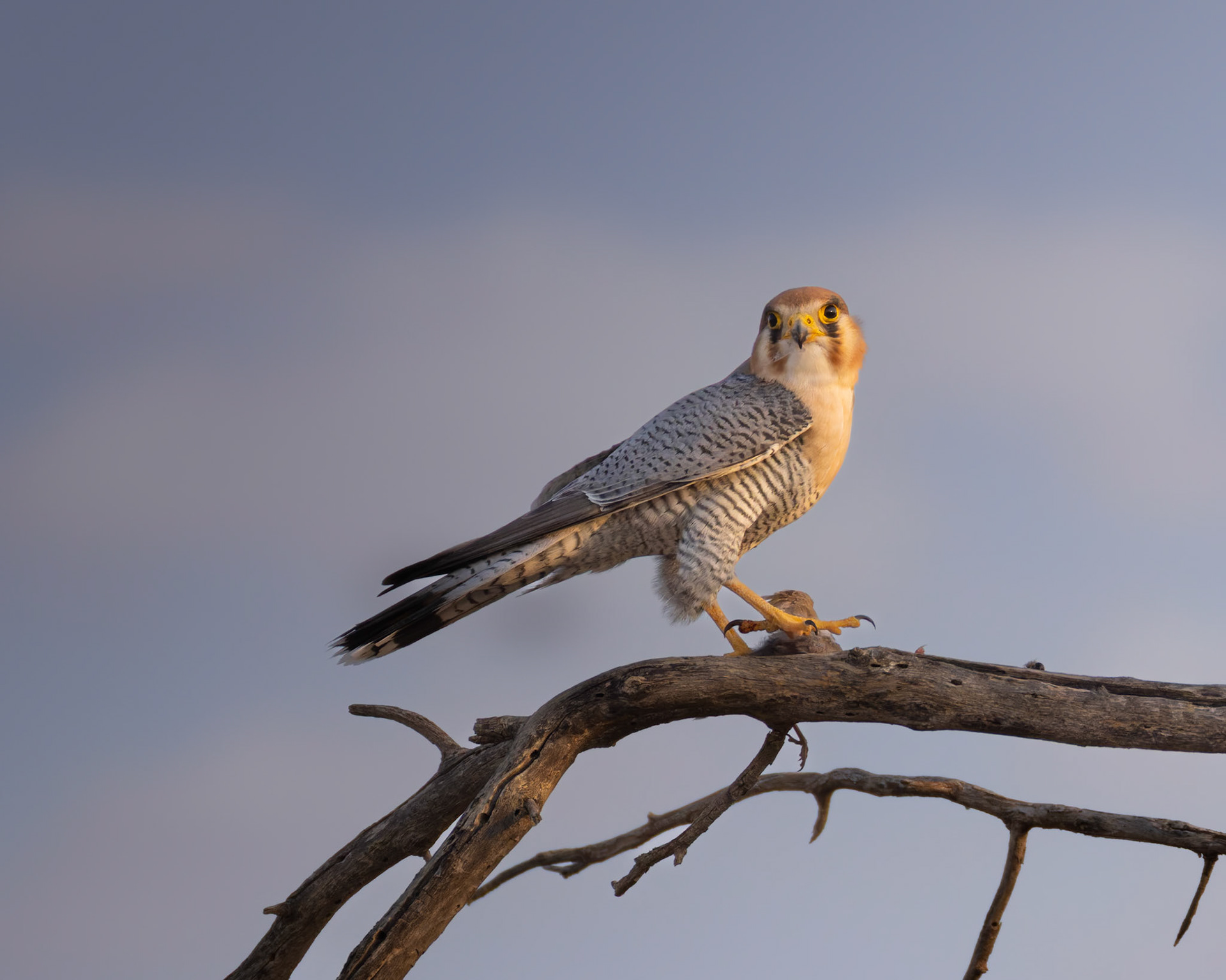 Red-necked Falcon