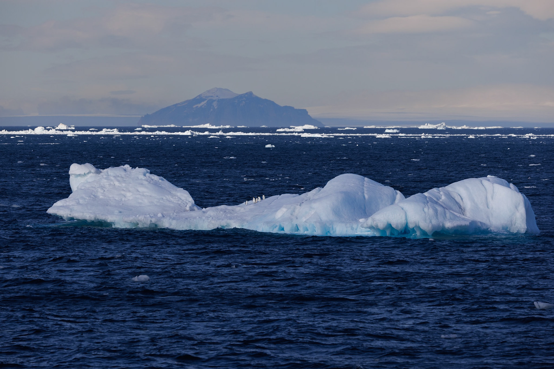 Adelie Penguin, Antarctica, Iceberg, Southern Oceans