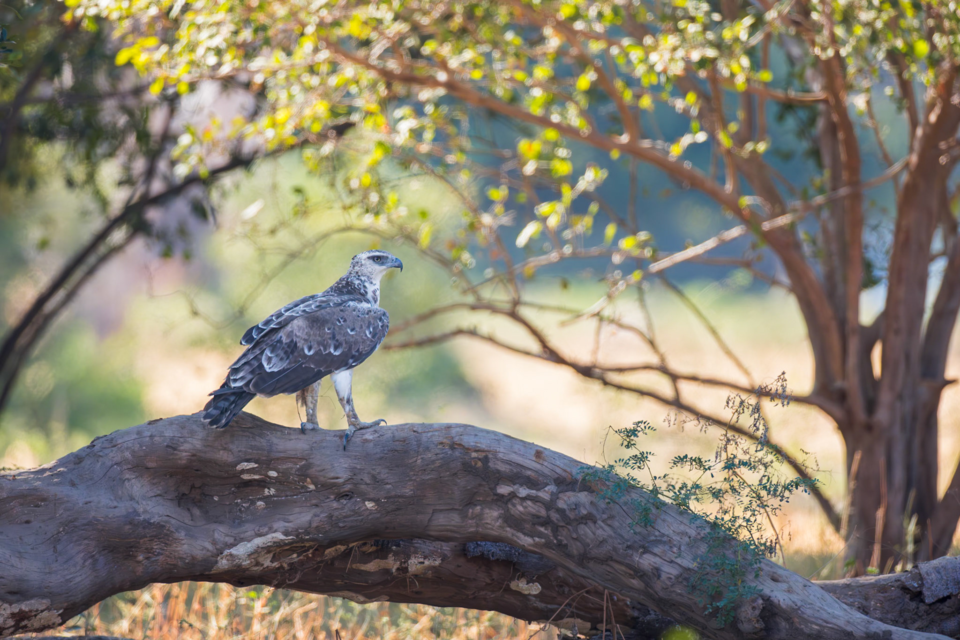 MArtial Eagle