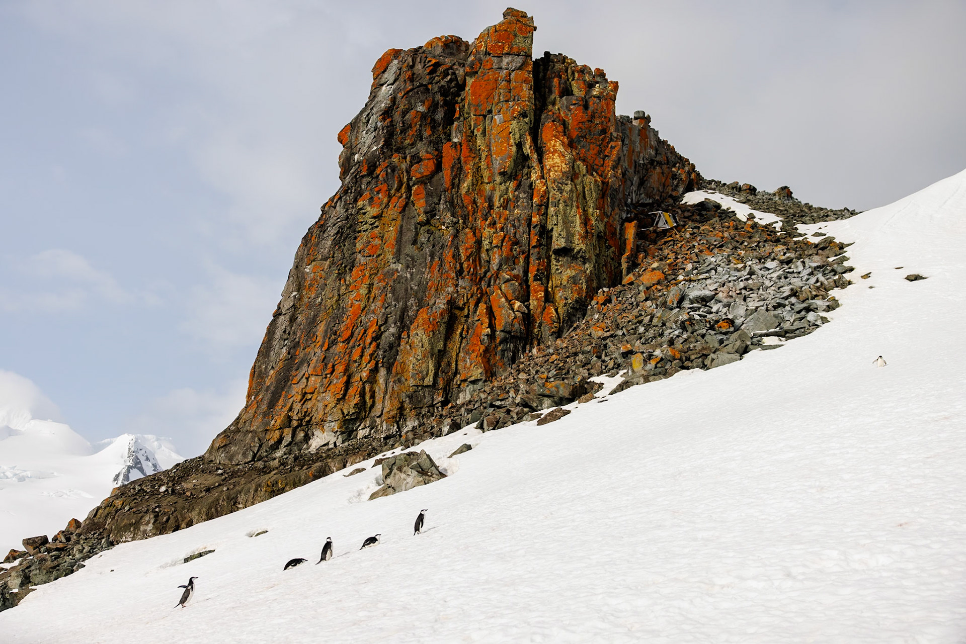 Chinstrap Landscape