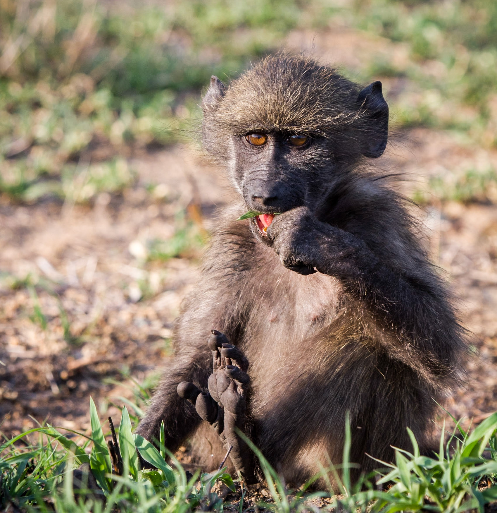 Young Chacma Baboon in Southern Africa