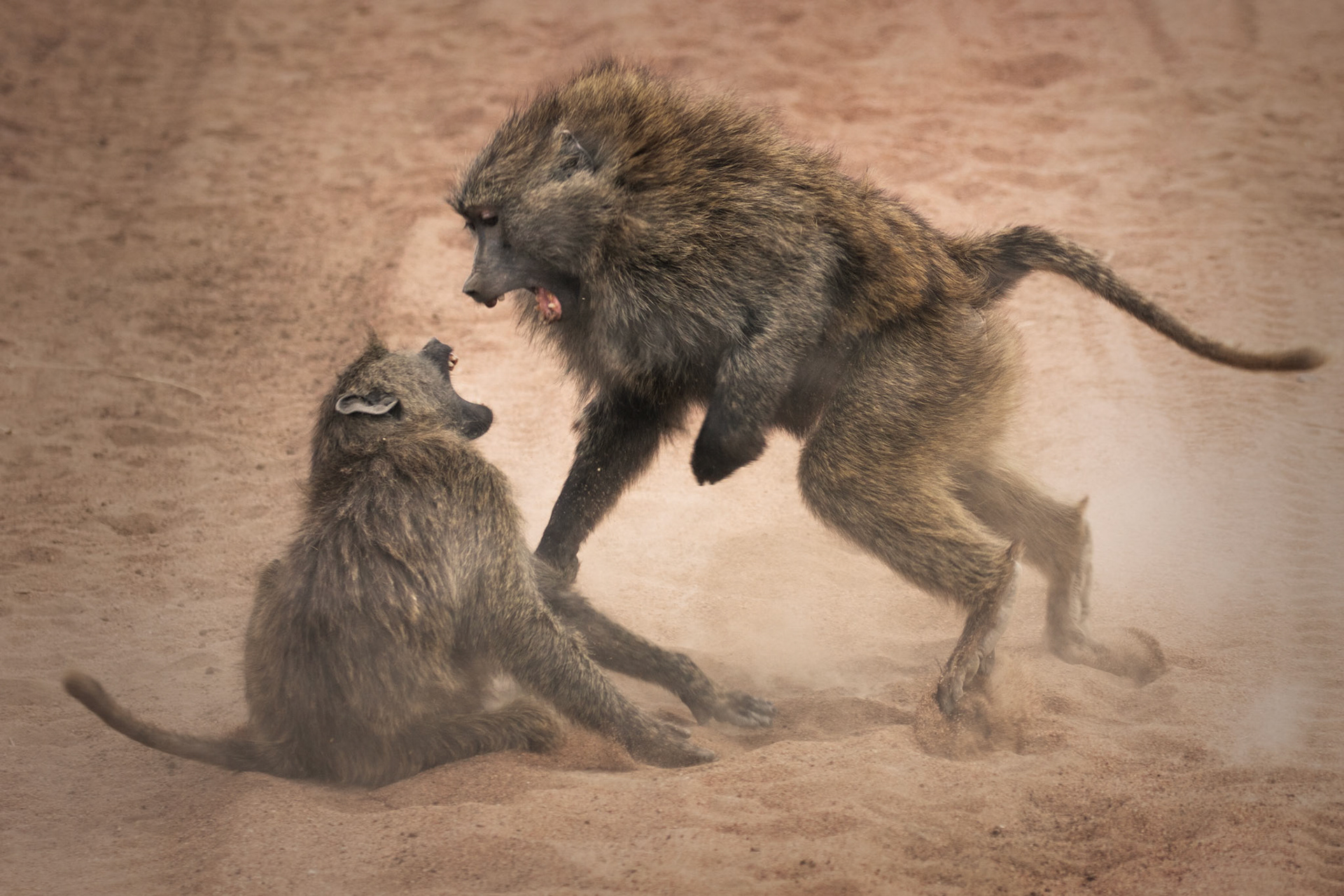 Olive baboons having a Go at each other, Serengeti, Tanzania
