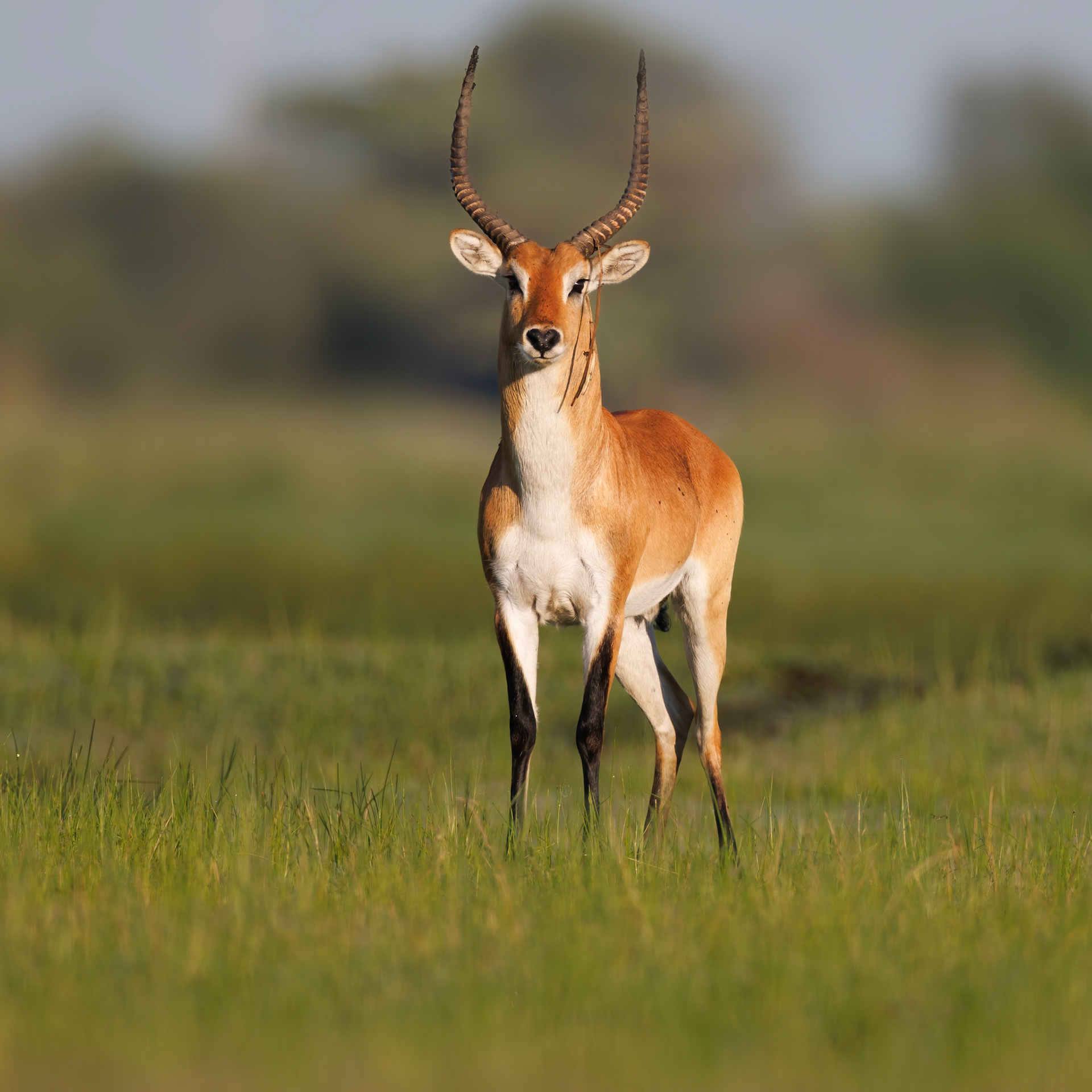 Red Lechwe