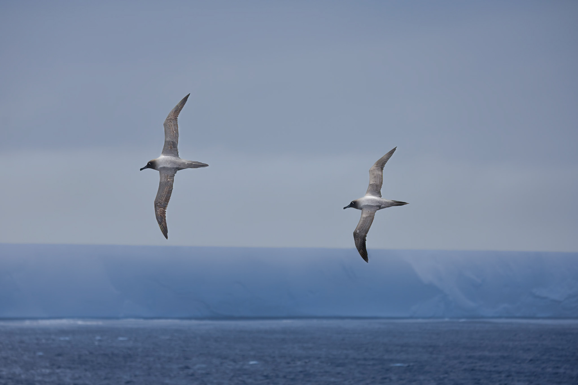 Southern Oceans, Ice Berg, Light-mantled Albatross