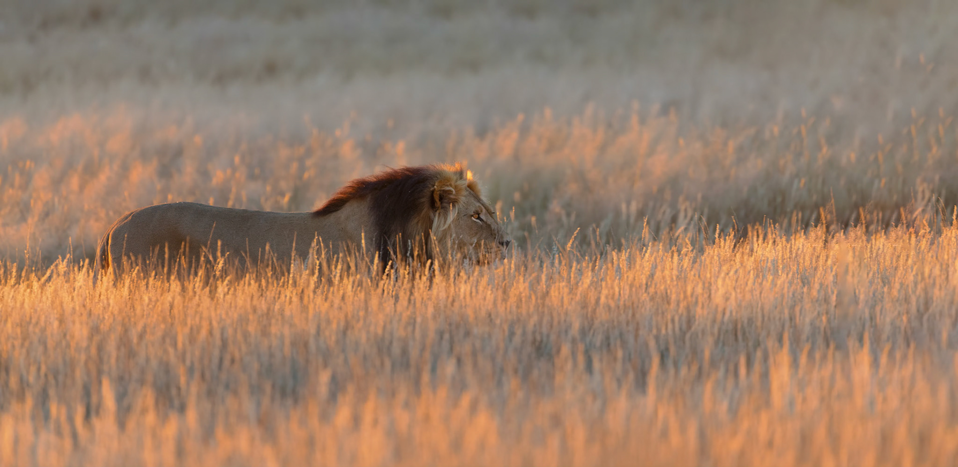 Kalahari Liion