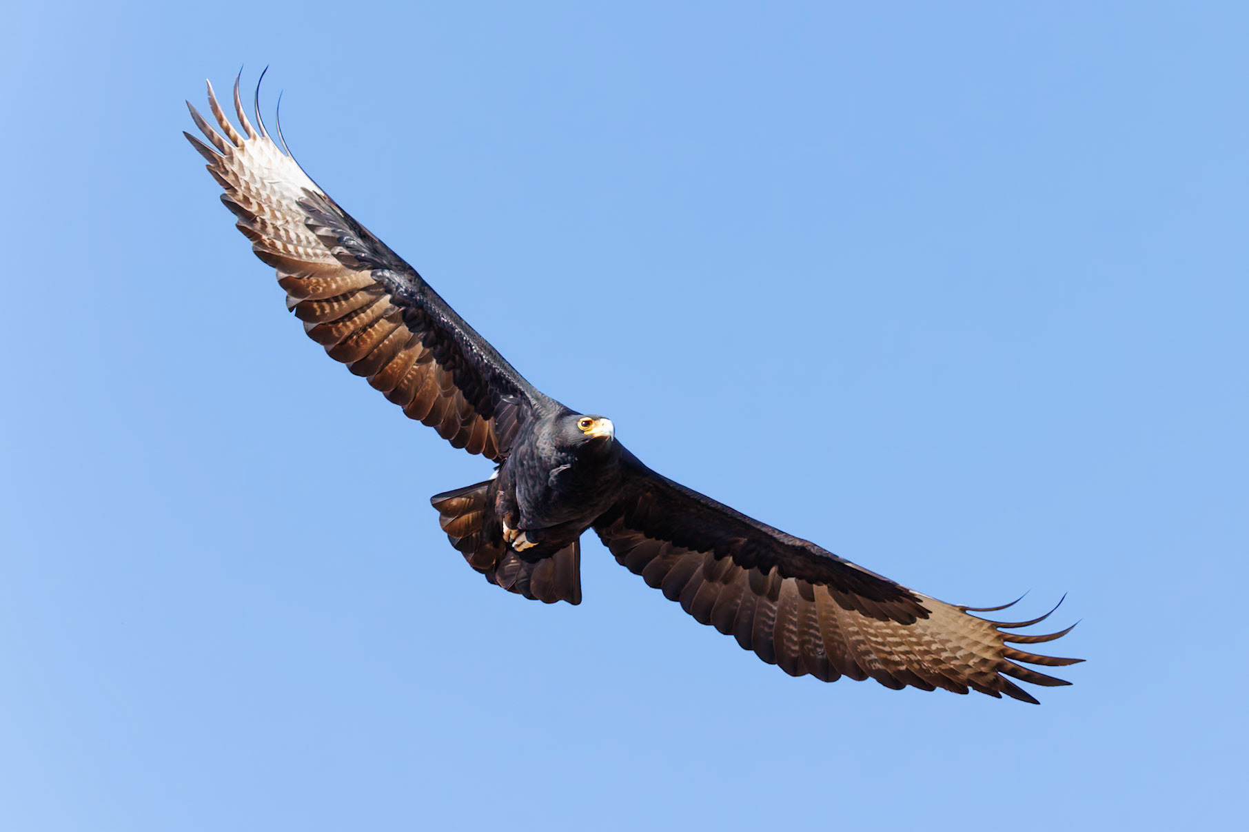 Verreaux's Eagle