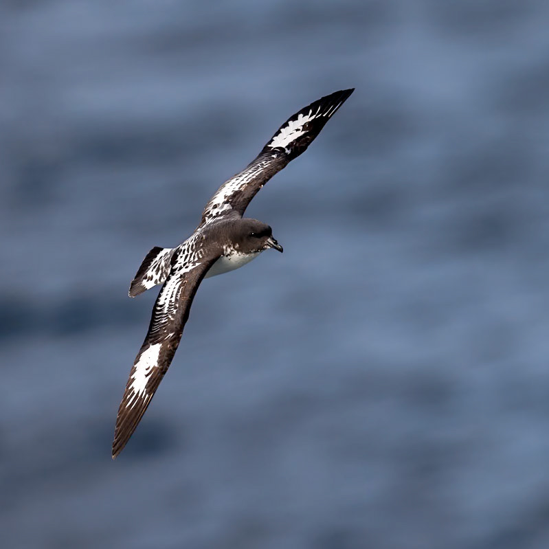 Pintado Petrel