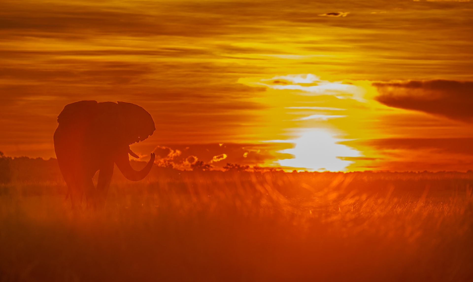 Chobe Sunset