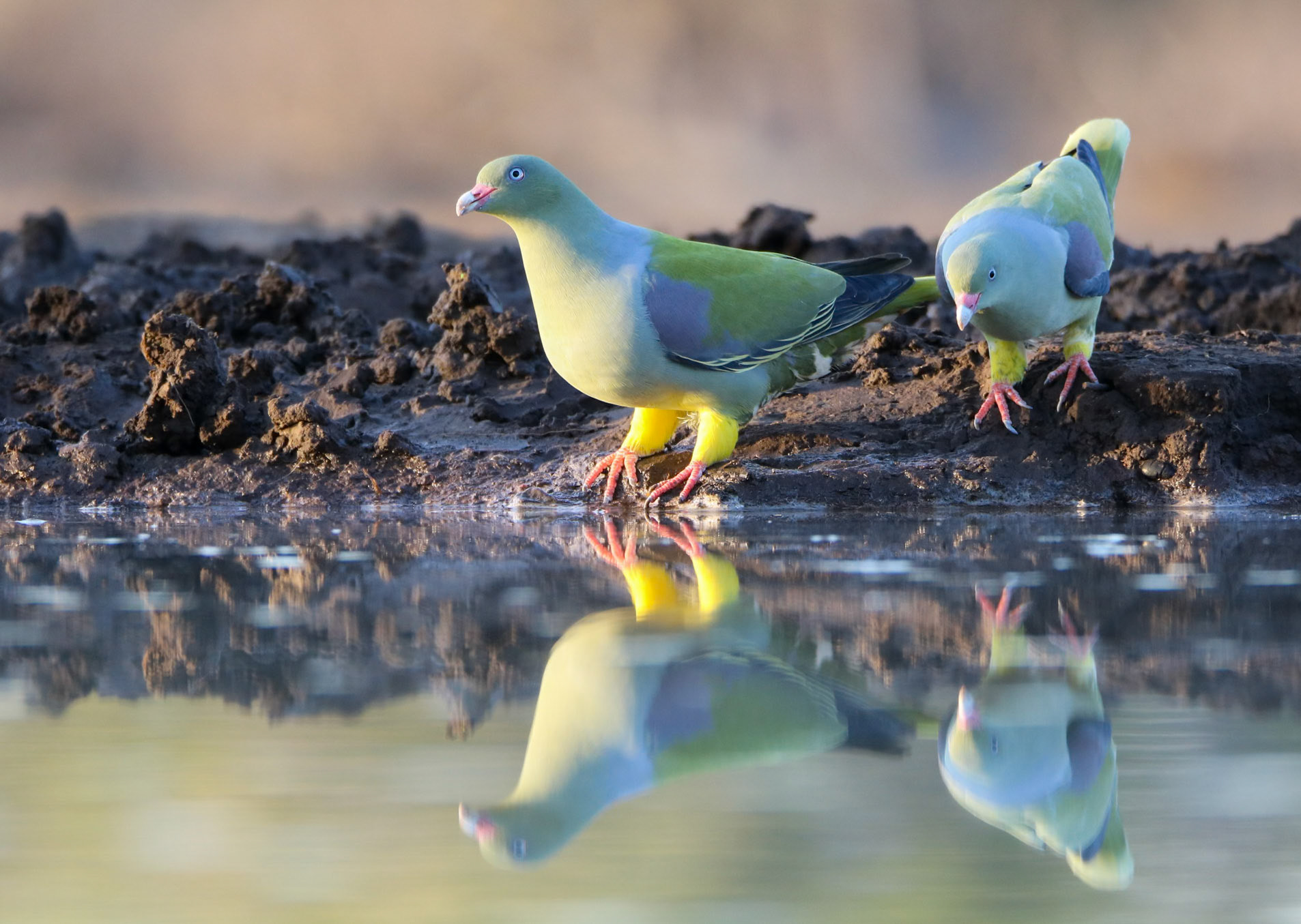 African Green Pigeon