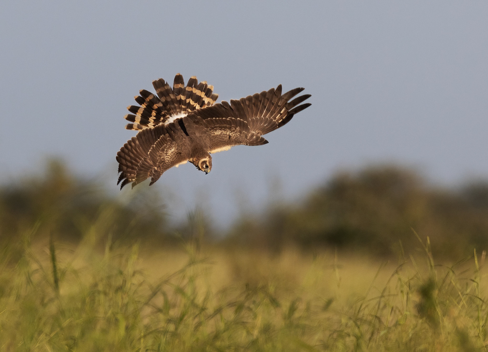 Pallid Harrier