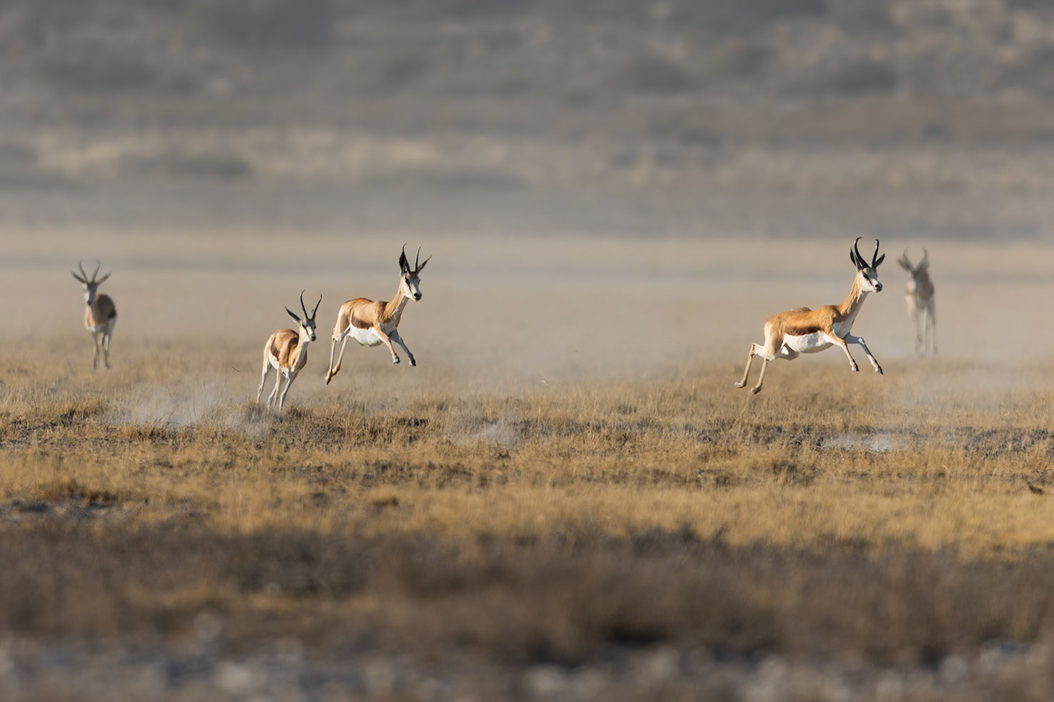 Springbok in the Kalahari Dessert, South Africa