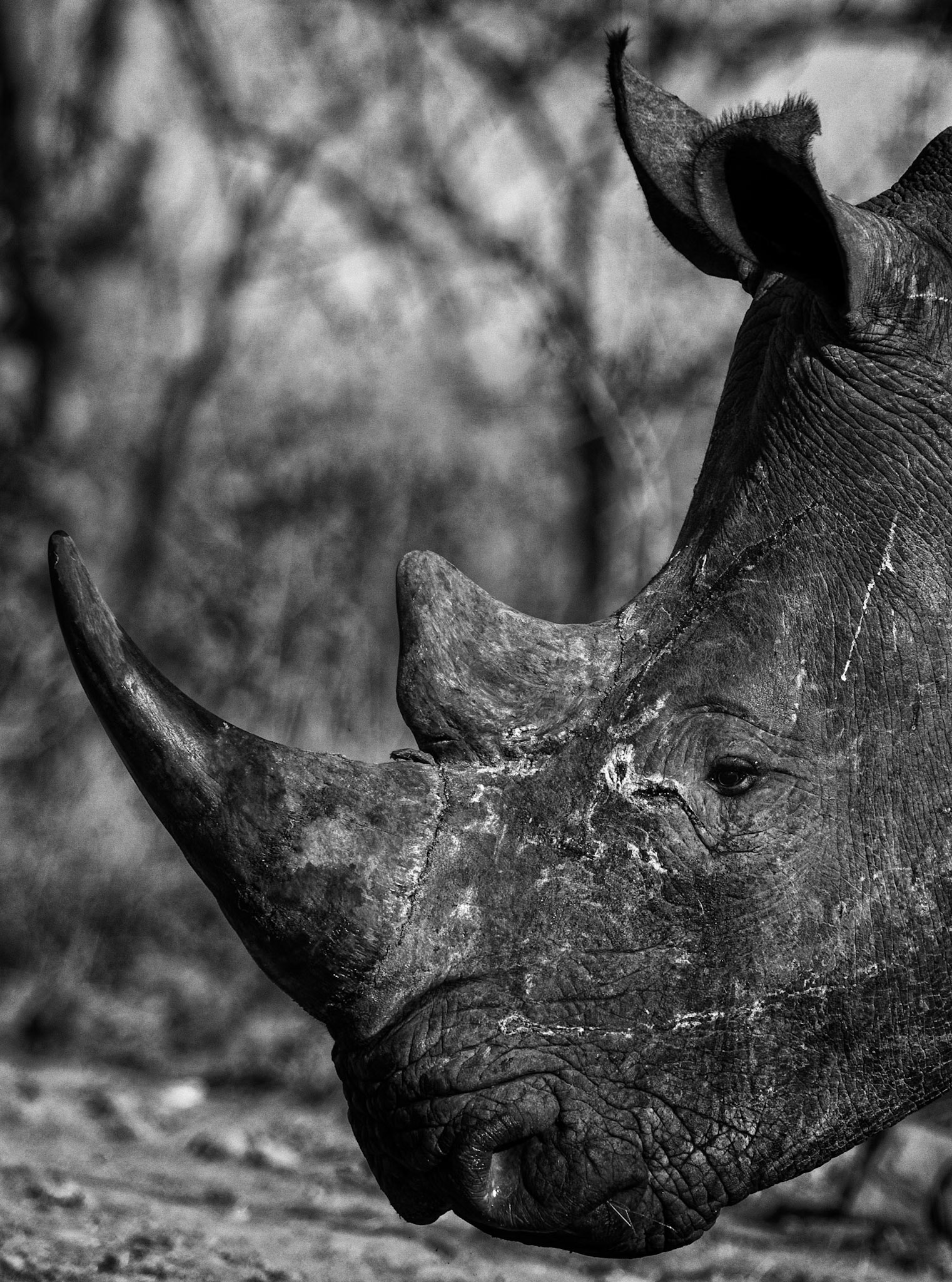 Rhino Horn