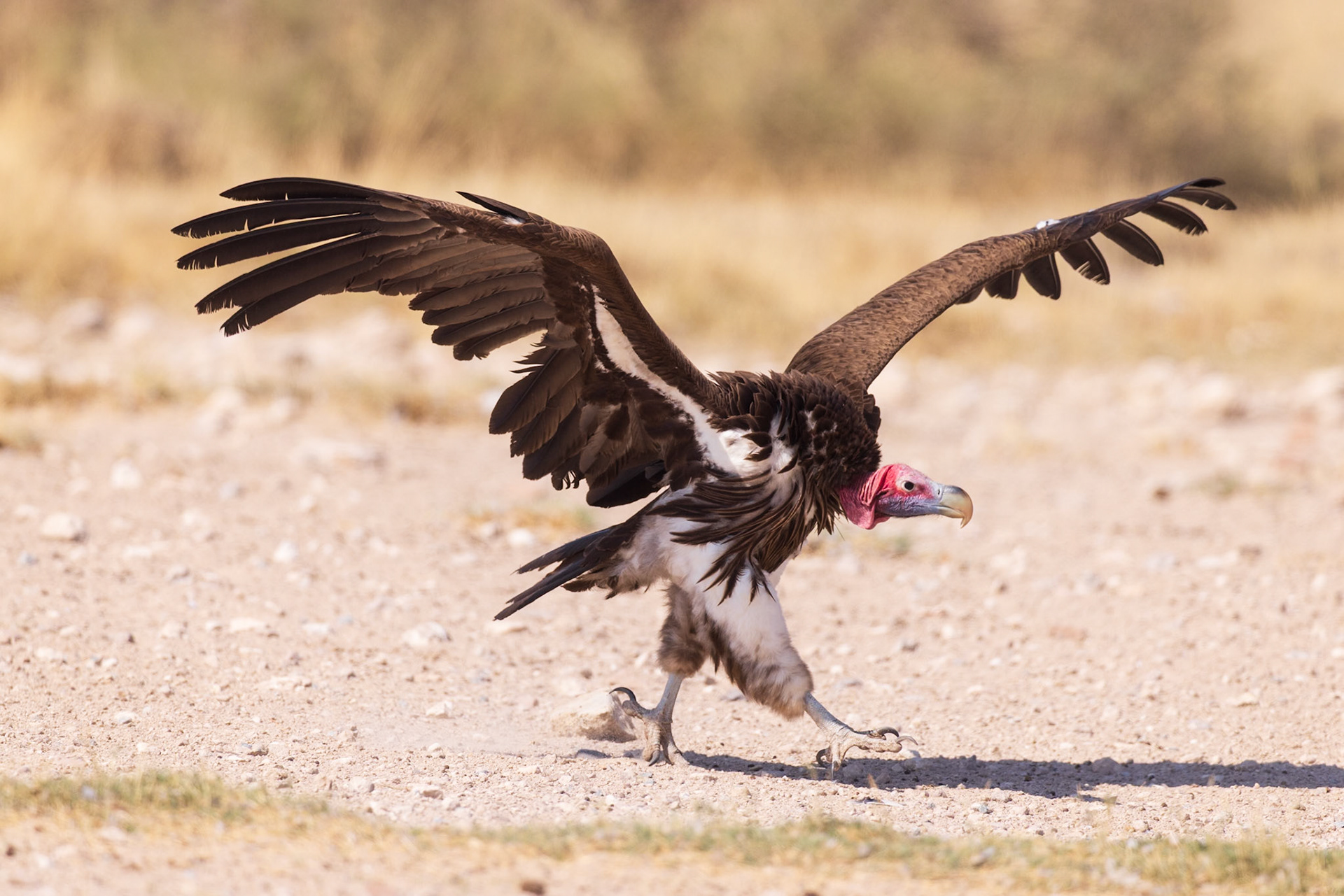Lappet-faced Vulture