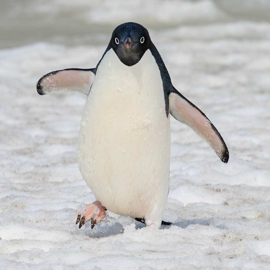 Adelie Penguin, Southern Oceans, Antarctica