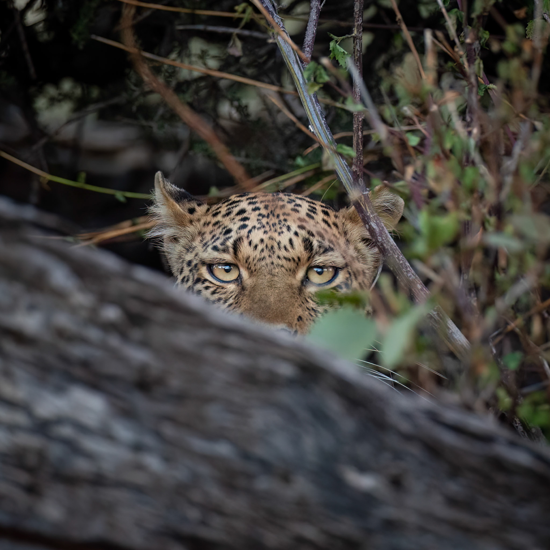 Mashatu,Botswana