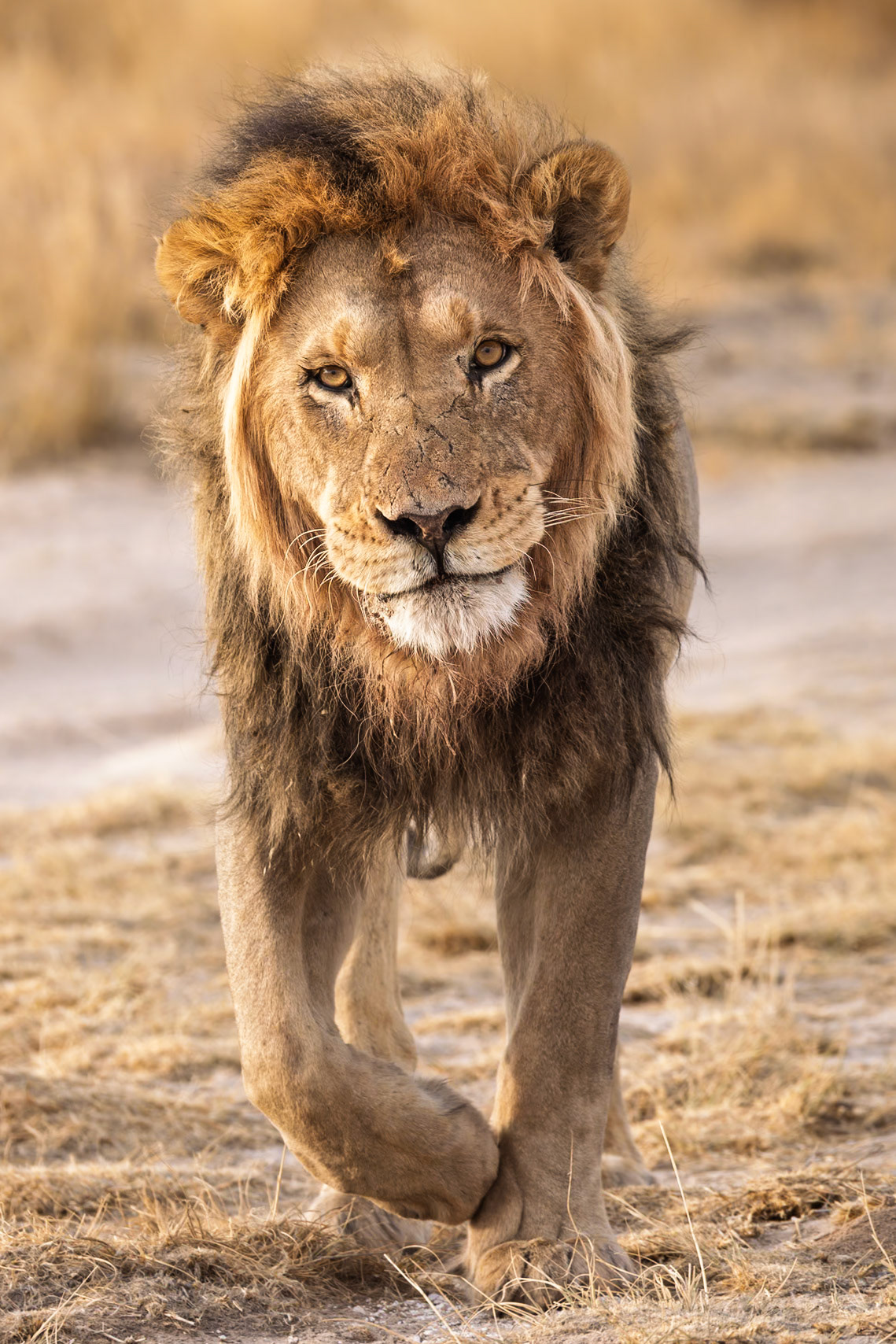 Kalahari Male