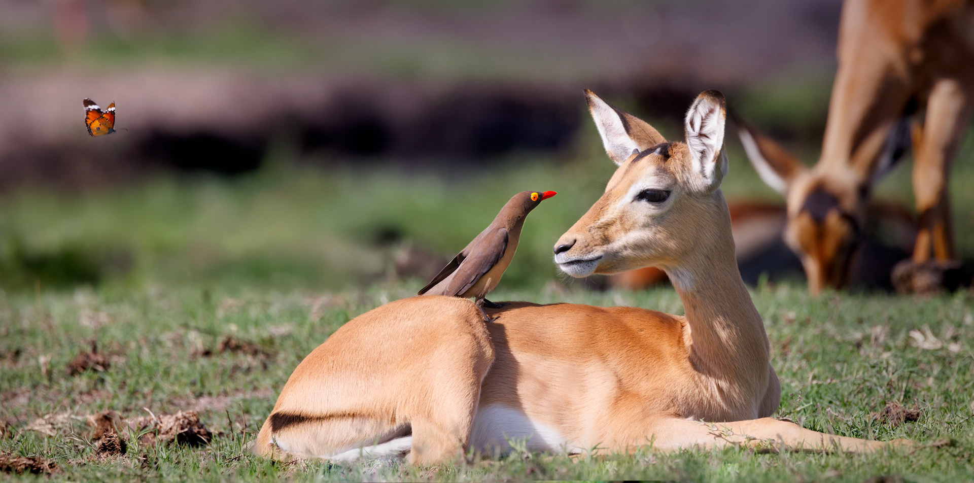 Chobe, Botswana