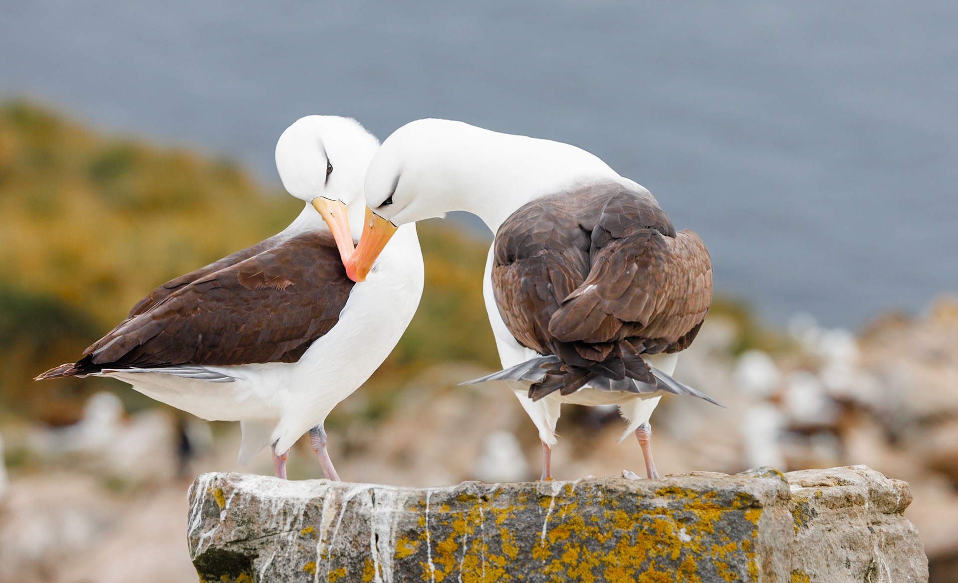 Black-browed Albatros