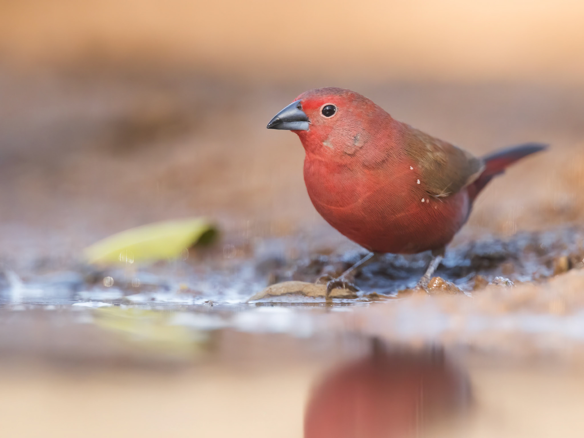 Jameson Firefinch