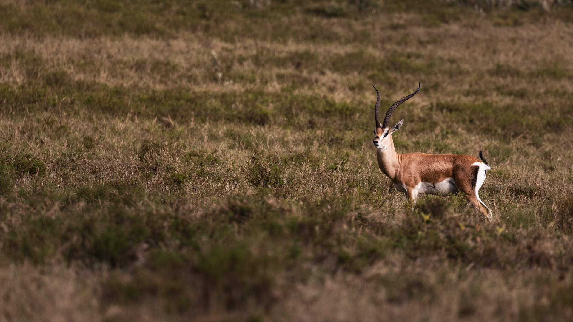 Grant's Gazelle