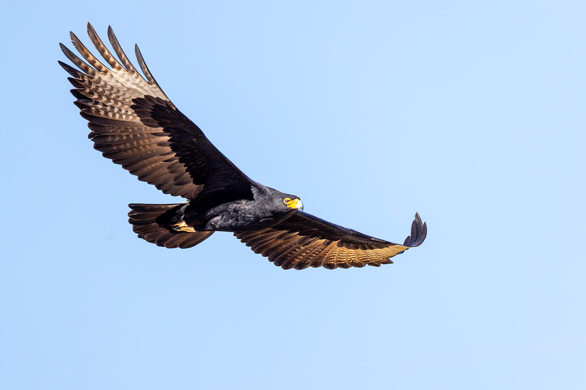 Verreaux's Eagle