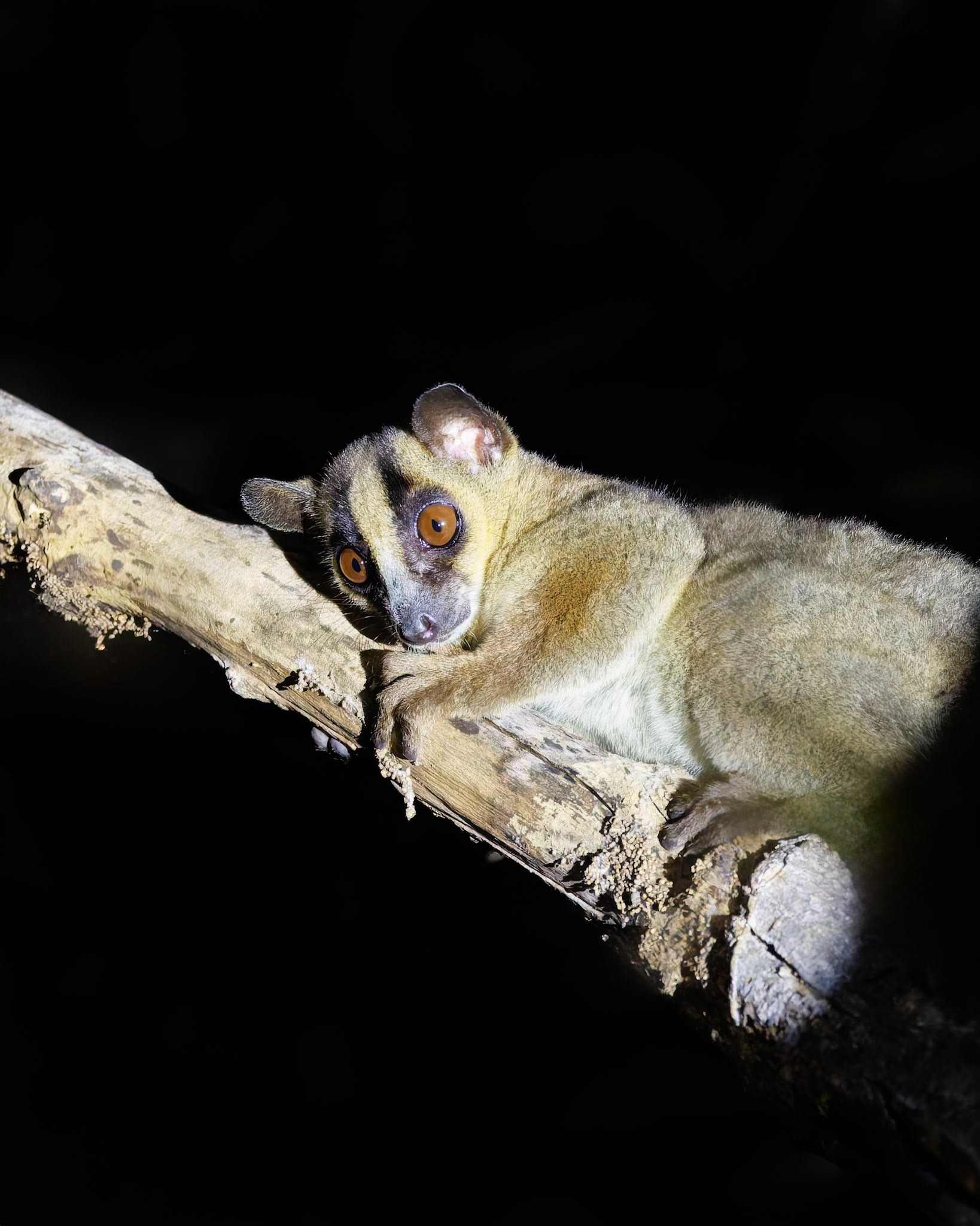 Night Lemur