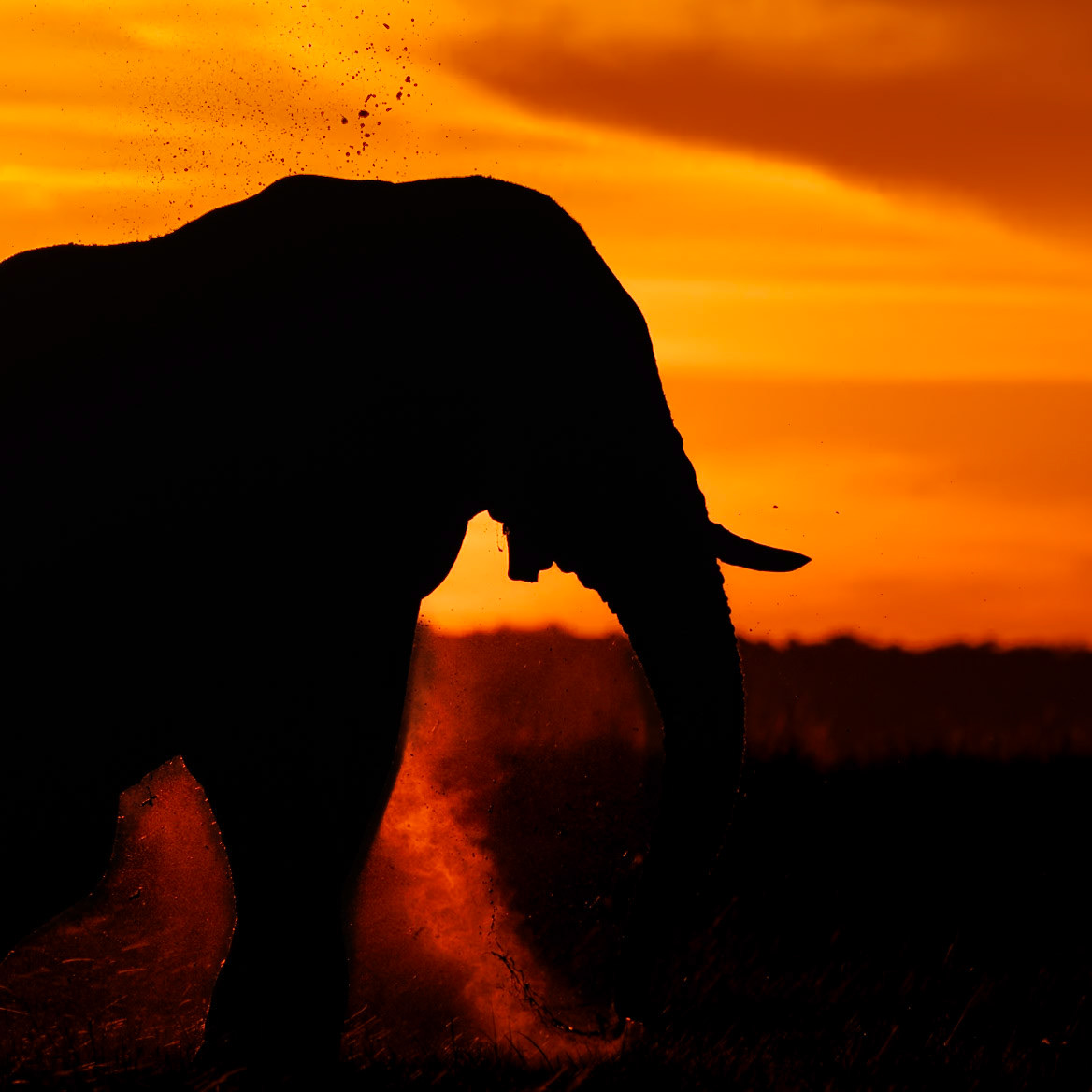 Chobe Elephant