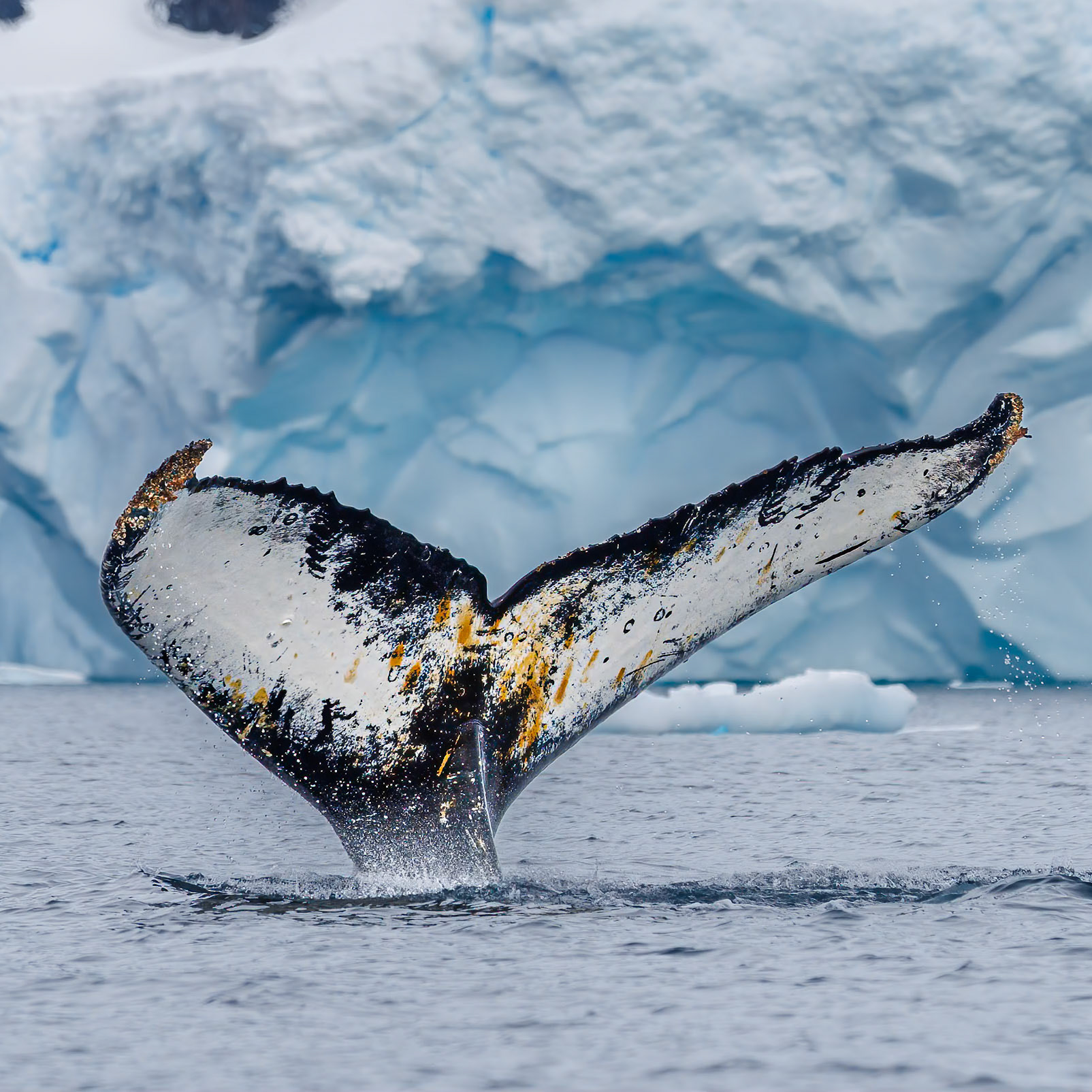 Antarctica