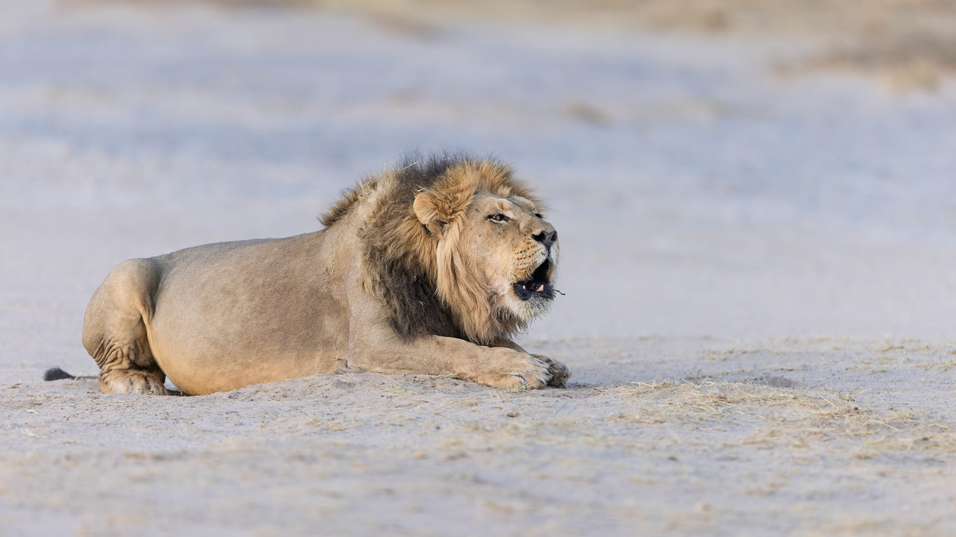 Roar
