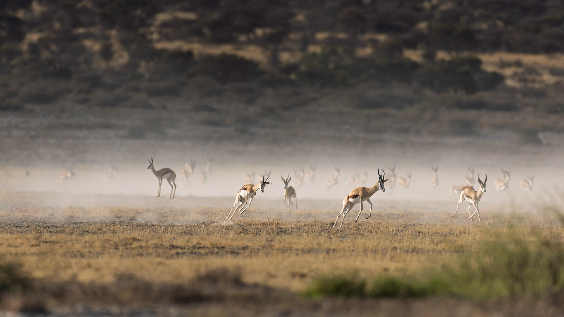 Springbok in the Kalahari Dessert, South Africa