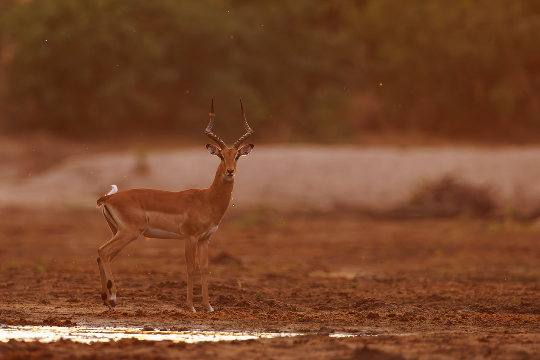 Impala